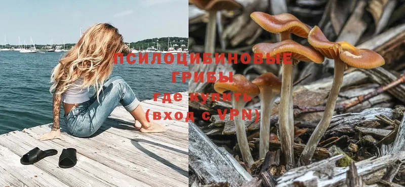 Галлюциногенные грибы Psilocybe  купить наркотик  Йошкар-Ола 